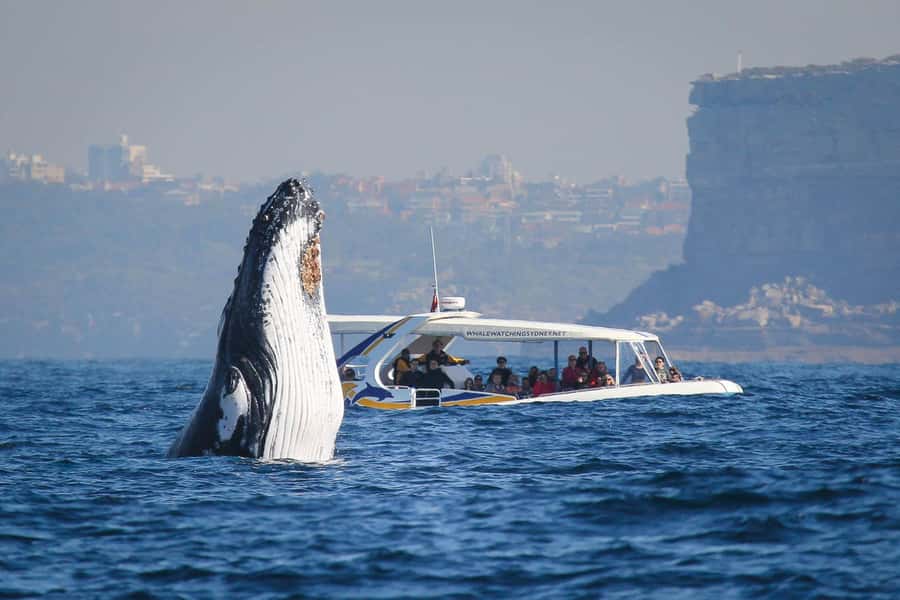 Sydney: 2.5 hour Adventure Whale Watching Cruise - Where you board around Darling Harbour and Circular Quay