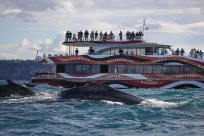 Sydney: 2-hour Express Whale Watching Cruise - The Onboard Guide Style: Learning Without Getting Tired