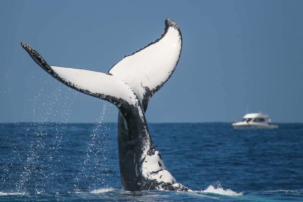 Sydney: 2-hour Express Whale Watching Cruise - Snacks, Drinks, and What the 2 Hours Actually Feels Like