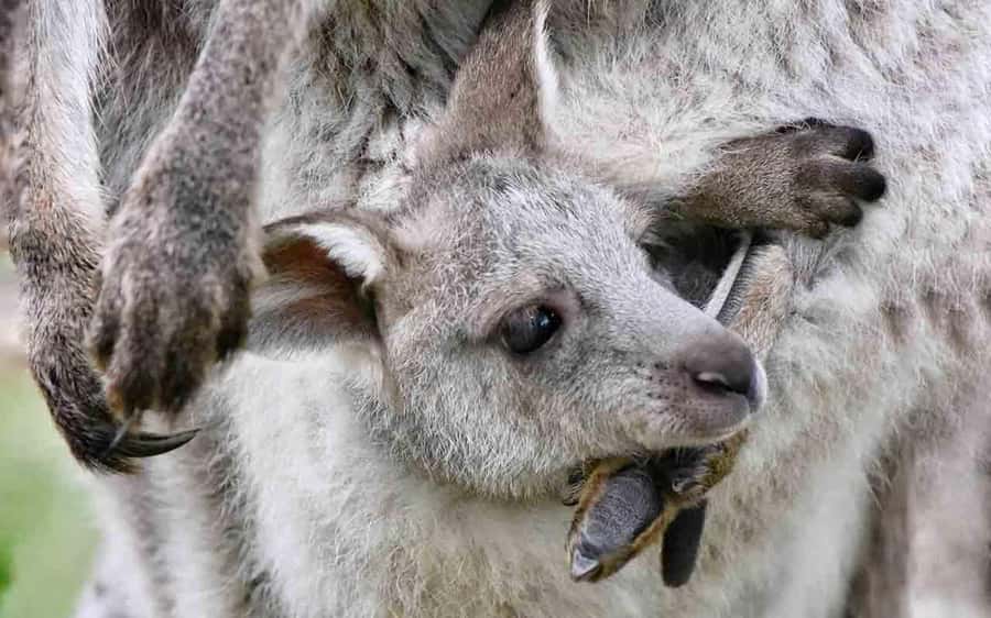 Sydney: Blue Mountains & Featherdale Wildlife Park Day Trip - A private 8-hour Blue Mountains day with wildlife included