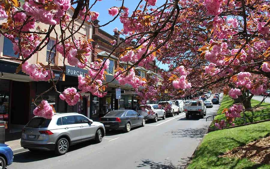 Sydney: Blue Mountains & Featherdale Wildlife Park Day Trip - Leura or Echo Point lunch: set your day’s mood