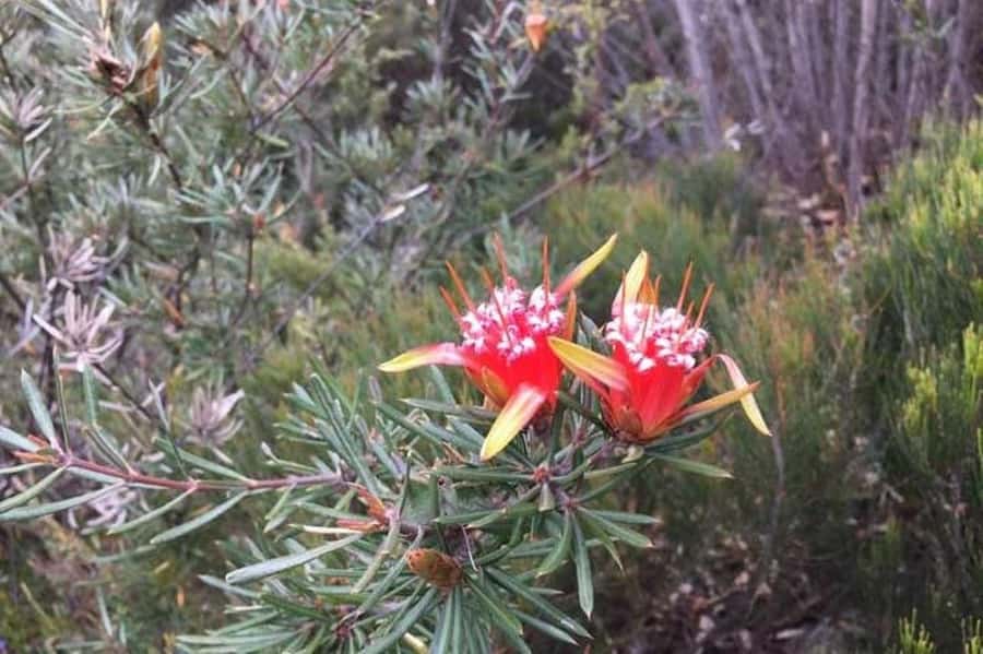 Sydney: Blue Mountains & Featherdale Wildlife Park Day Trip - Waterfalls, easy bushwalks, and mountain town time