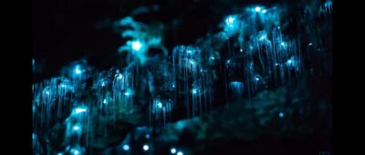 Sydney: Blue Mountains Glow Worms Wild Adventure by Night - The Drive Into the Blue Mountains: Comfortable, Purposeful, Not Too Long