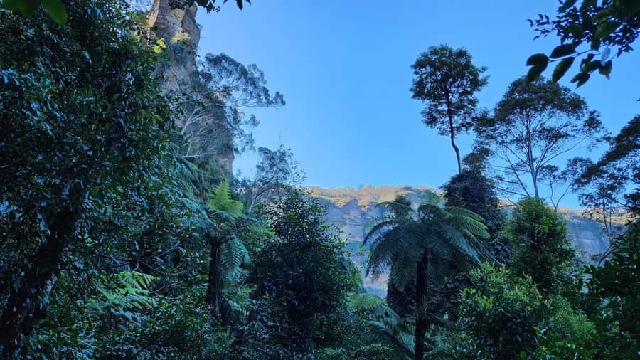 Sydney Blue Mountains, Scenic World, Featherdale - Who this tour fits best (and who might want to skip)