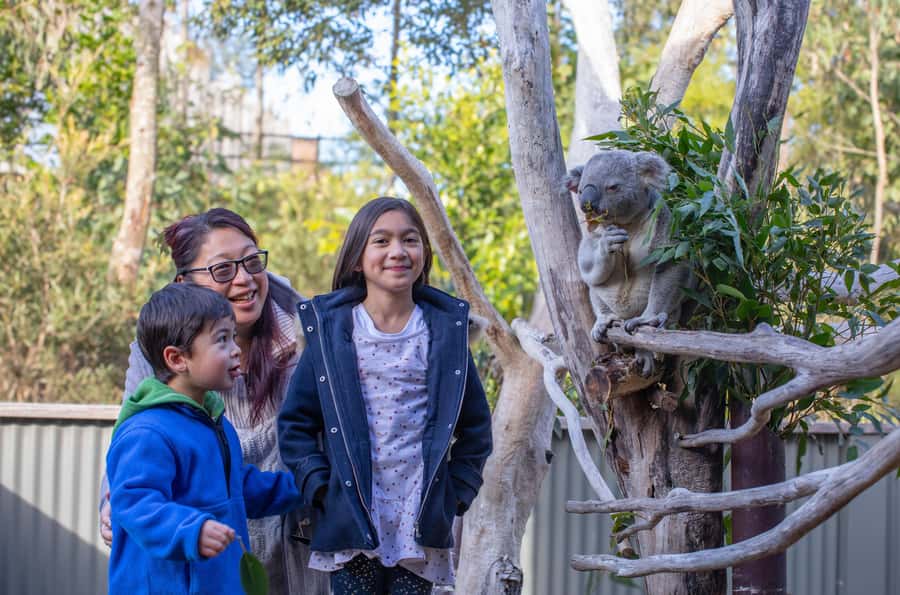 Sydney: Blue Mountains, Scenic World, Zoo & Lincoln's Rock - Why This Blue Mountains + Zoo Day Works So Well