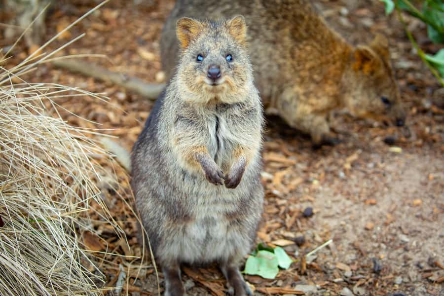 Sydney: Blue Mountains, Scenic World, Zoo & Lincoln's Rock - Lunch in Katoomba: A Breather That Keeps the Day Comfortable