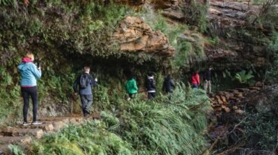 Sydney: Blue Mountains Wildlife & Bushwalk Small-Group Tour - Featherdale Wildlife Park: kangaroos, koalas, and a visit that doesn’t drag