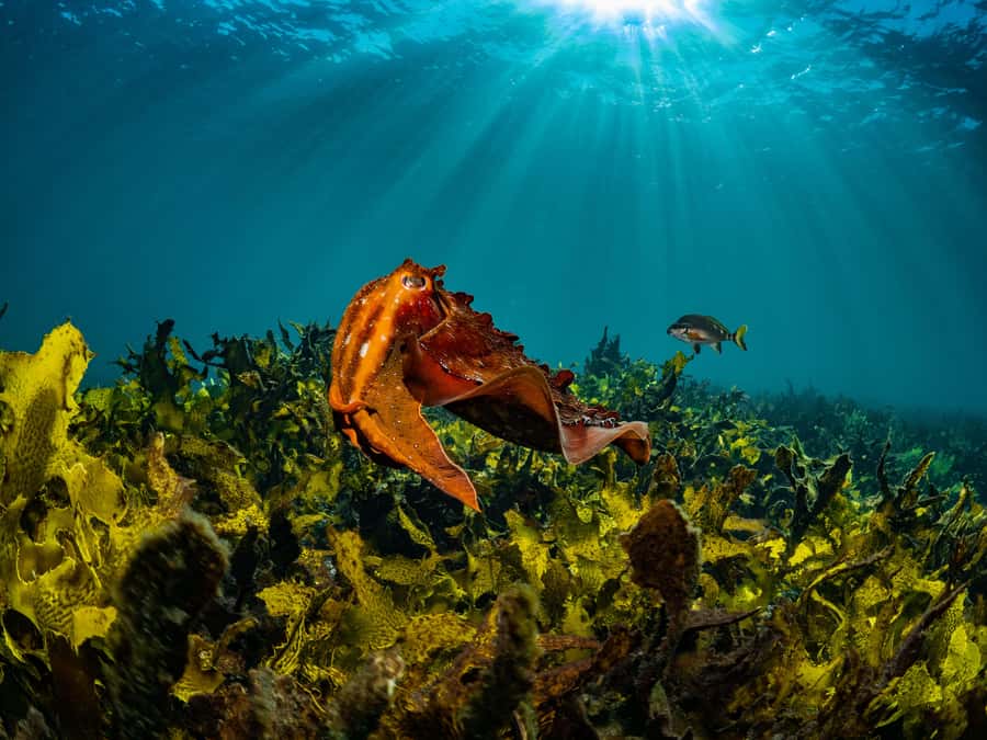 Sydney: Discover Scuba Dive at Australia's most Iconic Beach - Your guided ocean session: what up to one hour feels like