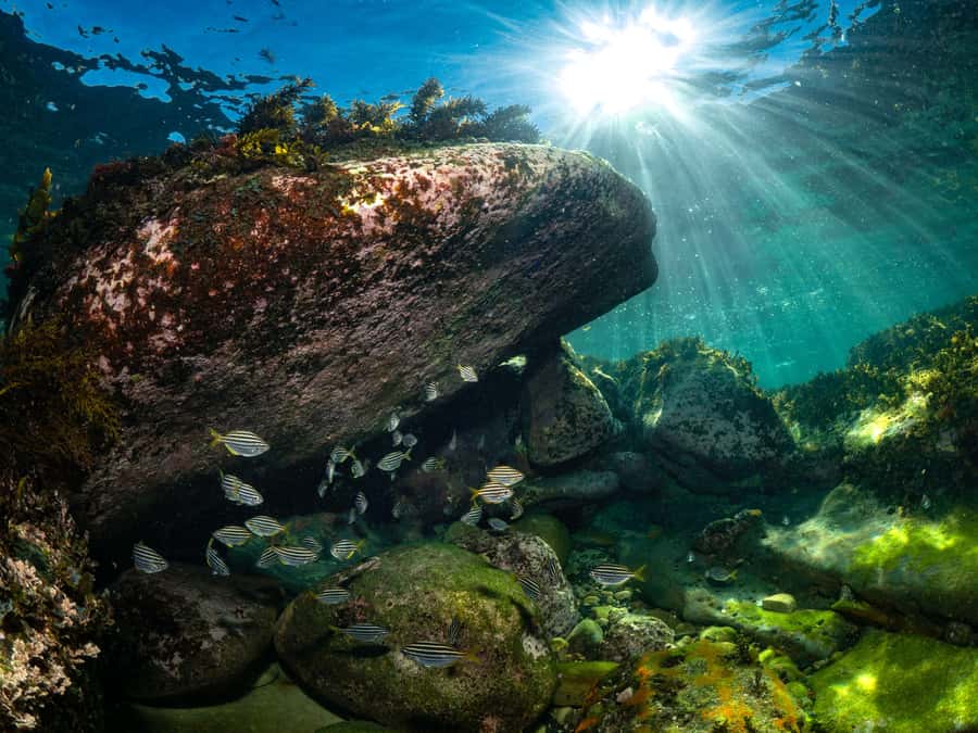 Sydney: Discover Scuba Dive at Australia's most Iconic Beach - Transportation and timing: why a 4-hour format is smarter than it sounds