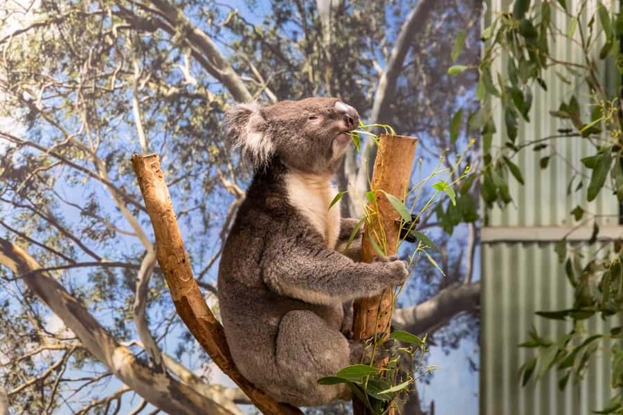 Sydney: Featherdale Wildlife Park Private Tour - Inside the park: what 2 hours really lets you see