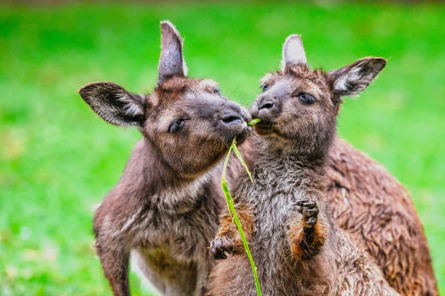 Sydney: Featherdale Wildlife Park Private Tour - Keeper talks and conservation learning: the value behind the close-ups