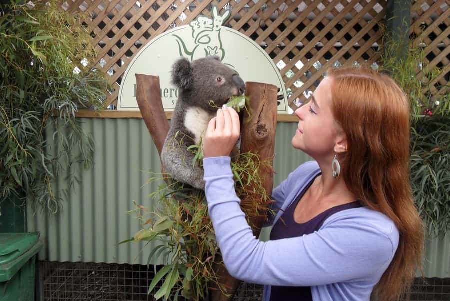 Sydney: Featherdale Wildlife Park Private Tour - Getting from Sydney to Featherdale without the logistics headache
