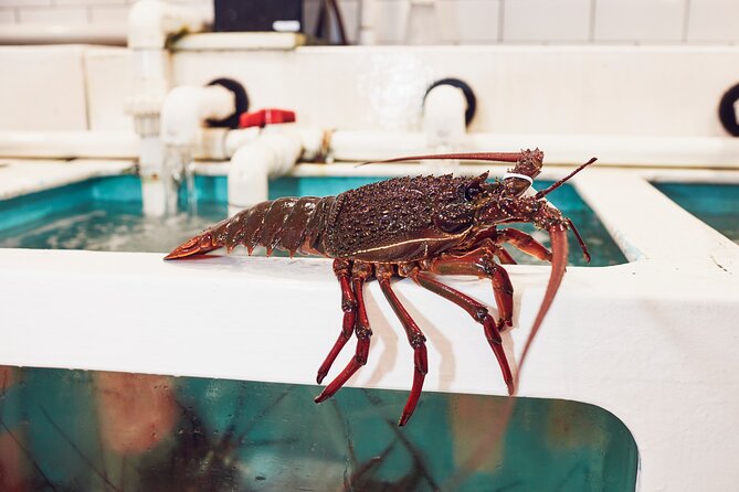 Sydney Fish Market Behind the Scenes Tour - Who this tour is perfect for (and who should think twice)