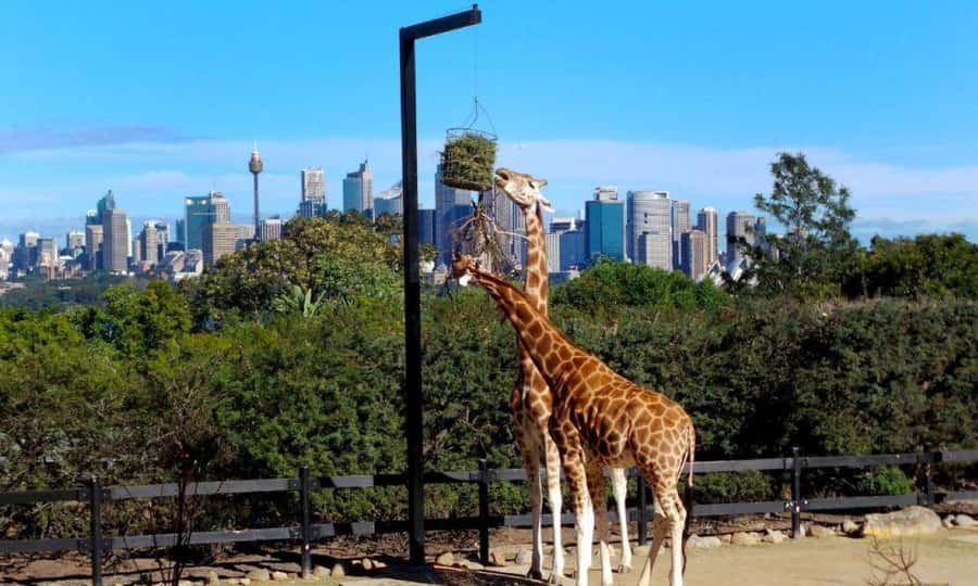 Sydney: Flexi Pass - Pick 3, 5 or 7 Experiences - The Rocks and beyond: guided walking, maritime culture, and city add-ons