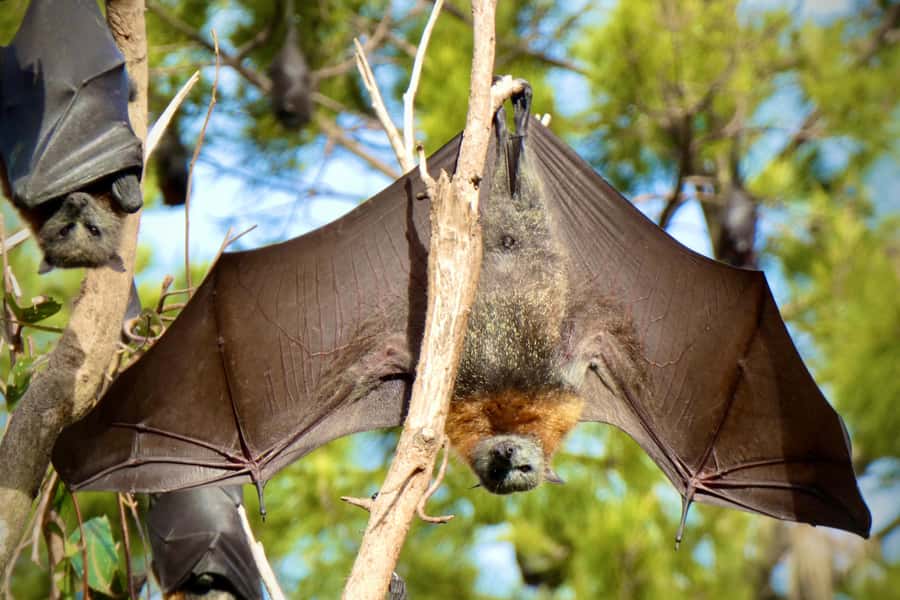 Sydney: Flying Fox Tour, Australia's Largest Bats - What the Manly Beach Stop Adds to Your Timing