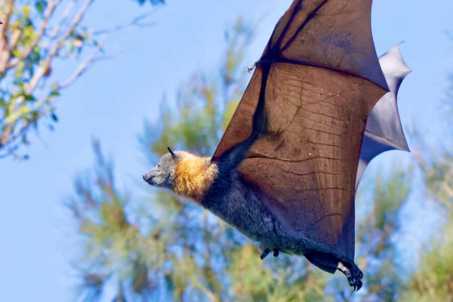Sydney: Flying Fox Tour, Australia's Largest Bats - The Van Ride: 45 Minutes of Comfort Before the Bat Watching