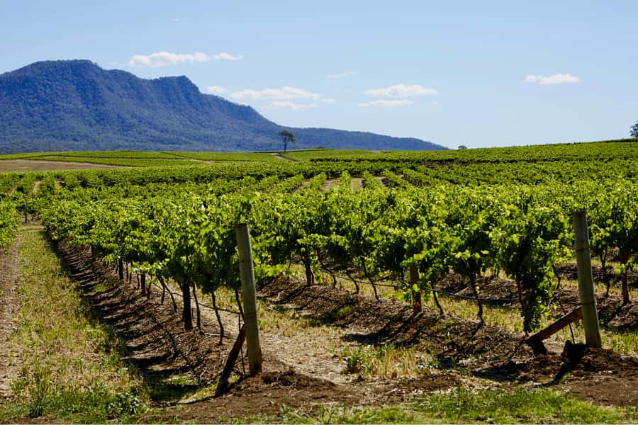 Sydney: Hunter Valley Wineries Day Trip with Food Tastings - Hunter Valley wine country feels doable in one long day