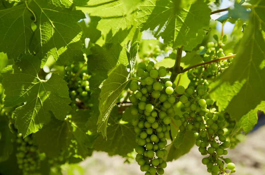Sydney: Hunter Valley Wineries Day Trip with Food Tastings - What the private minibus changes for your day