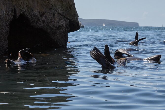Sydney Kayak Seal Encounter Adventure with Gourmet Food - Palm Beach to Pittwater: the water-based setting that drives the whole day