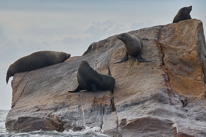 Sydney Kayak Seal Encounter Adventure with Gourmet Food - Seal colony time: staying as long as you want (and getting close)