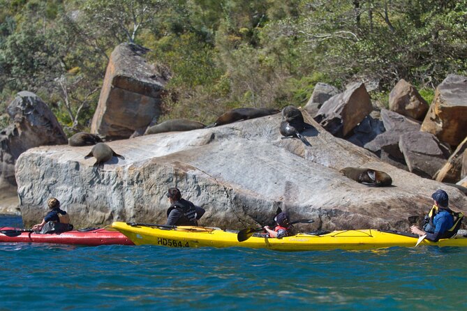 Sydney Kayak Seal Encounter Adventure with Gourmet Food - Why a private tour changes the whole experience