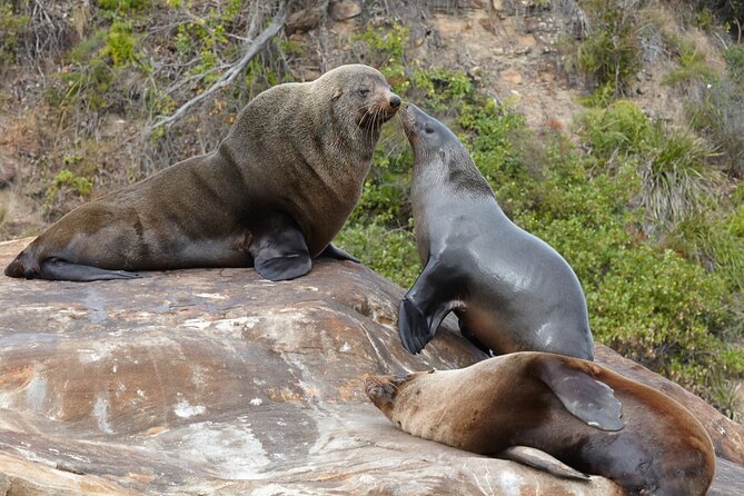 Sydney Kayak Seal Encounter Adventure with Gourmet Food - First paddle-out: what you do before the seals show up