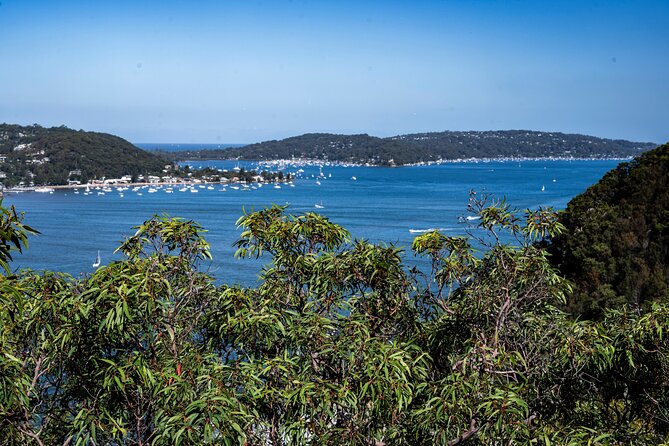 Sydney: Ku-ring-gai Chase National Park with Hike, Swim, Picnic - Midday picnic on the rock-ledge style: what you actually eat and why it matters