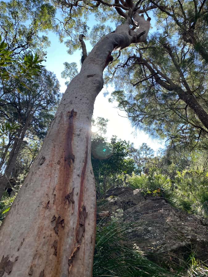 Sydney: Ku-ring-gai National Park with swim and picnic - Why Ku-ring-gai Chase feels special on a one-day outing