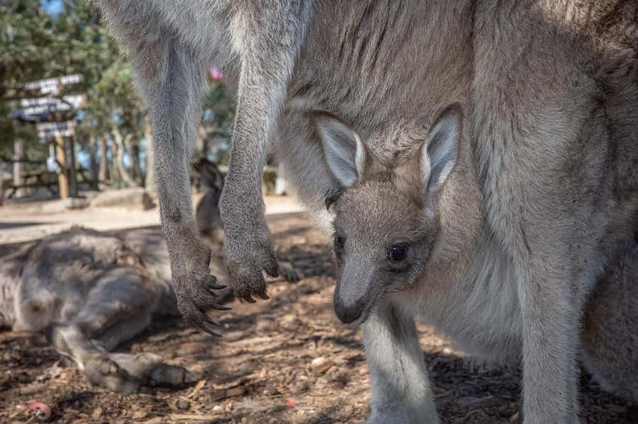 Sydney: Nature and Wildlife - Australia in One Day - Rainforest trails, native bushland, and the calm of walking small paths