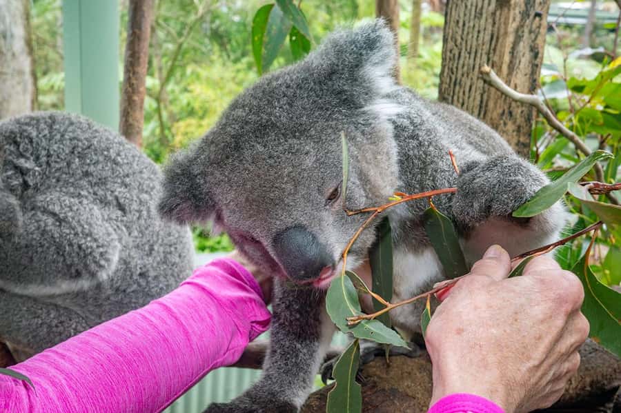 Sydney: Nature and Wildlife - Australia in One Day - Private pickup and a custom route that keeps the day from feeling rushed