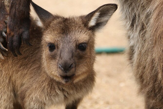 Sydney Opera House and Aussie Animals Private Tour - A kangaroo encounter, then the sails of the Opera House