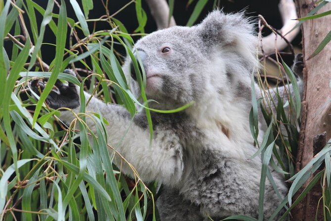Sydney Opera House and Aussie Animals Private Tour - Featherdale Wildlife Park: close-up with kangaroos, koalas, and friends