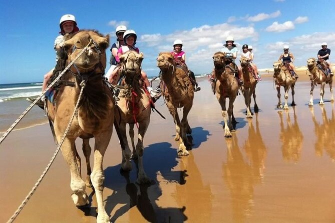 Sydney: Port Stephens Sandboarding, Dunes & Dolphin Cruise option - Nelson Bay lunch break: where your timing becomes your choice