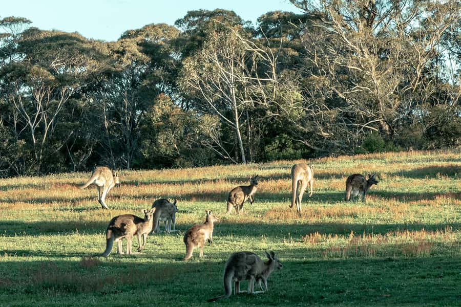 Sydney: Private Blue Mountains, Waterfalls, Walks & Meals - Blue Mountains lunch break that actually fuels the day
