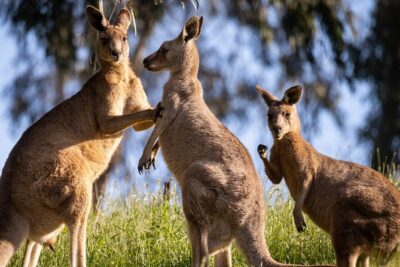 Sydney: PRIVATE Blue Mountains, Wildlife & Cruise Luxe Tour (10h) - Lincoln’s Rock: the first viewpoint that rewards slow attention