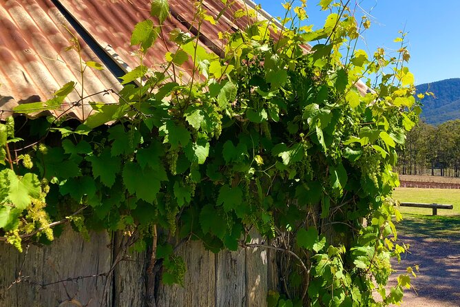 Sydney: PRIVATE Hunter Valley Wine Tasting Luxe Tour (10h) - Why This Hunter Valley Tour Feels Like a Real Escape from Sydney