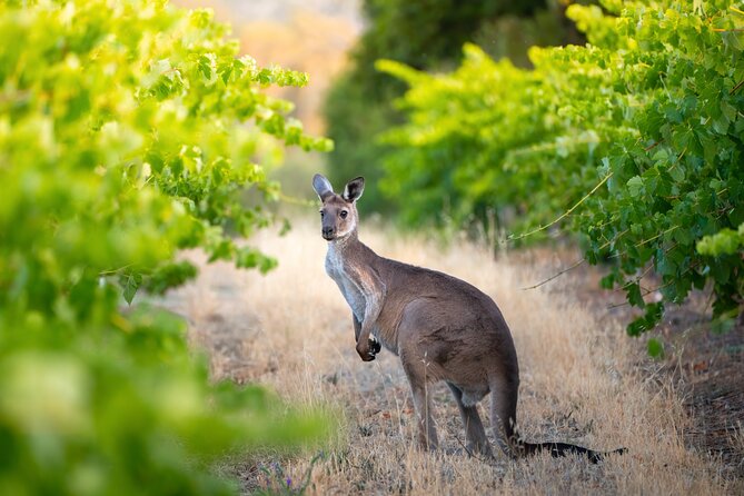 Sydney: PRIVATE Hunter Valley Wine Tasting Luxe Tour (10h) - What You’re Learning About the Region (Without Making It a Classroom)