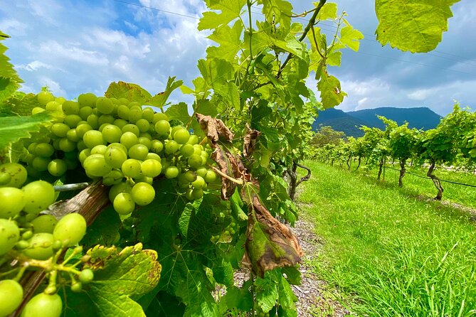 Sydney: PRIVATE Hunter Valley Wine Tasting Luxe Tour (10h) - Driver-Guided Luxury: The Kind of Care That Makes Wine Days Work