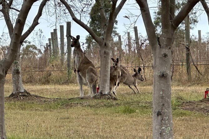 Sydney: Private Wine tour - Hunter Valley & Wollombi Valley - Why this Hunter Valley + Wollombi day feels different