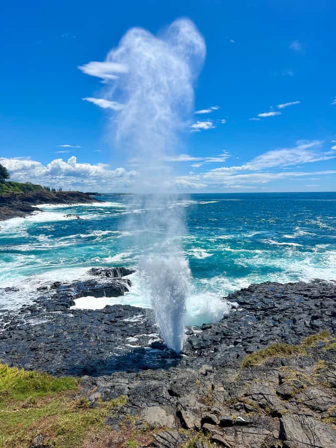 Sydney: Southern Highlands and South Coast Private Tour - The winery stop in lush countryside and boutique food shopping