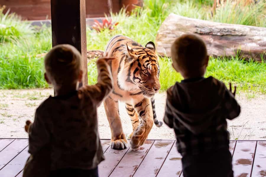 Sydney: Taronga Zoo Ticket with Return Ferry - Your Taronga Zoo day: 5,000+ animals and natural habitats