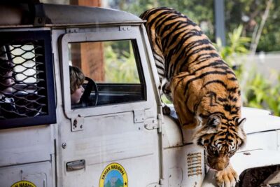 Sydney: Taronga Zoo Ticket with Return Ferry - The return ferry ride: why the water part matters