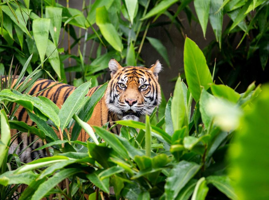 Sydney: Taronga Zoo Ticket with Return Ferry - The animals you’ll likely prioritize (and what to expect on the day)