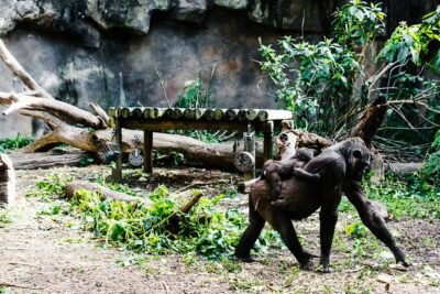Sydney Taronga Zoo Wild Australia Experience - The 2-Hour Keeper-Led Tour: How the Route Feels in Real Life
