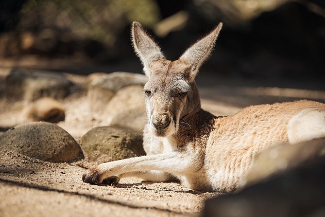 Sydney Taronga Zoo's Aussie Backyard Adventure Tour - Australian animals walkthrough: kangaroos, wallabies, koalas, and birds