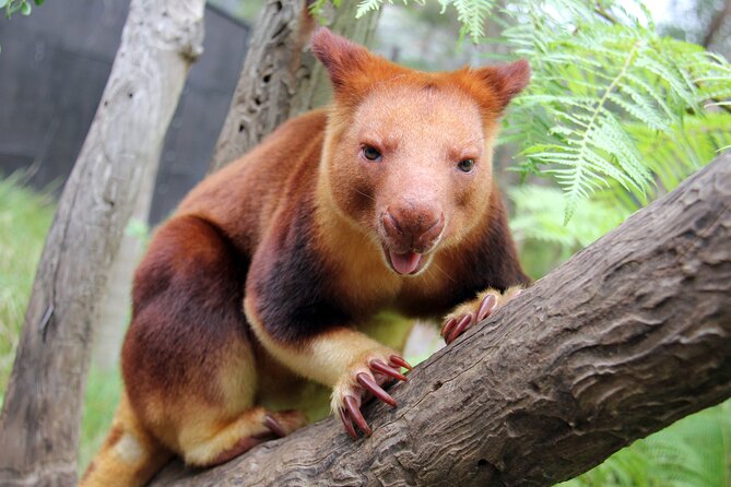 Sydney Taronga Zoo's Aussie Backyard Adventure Tour - Walking comfort and heat: how to survive Taronga without rushing