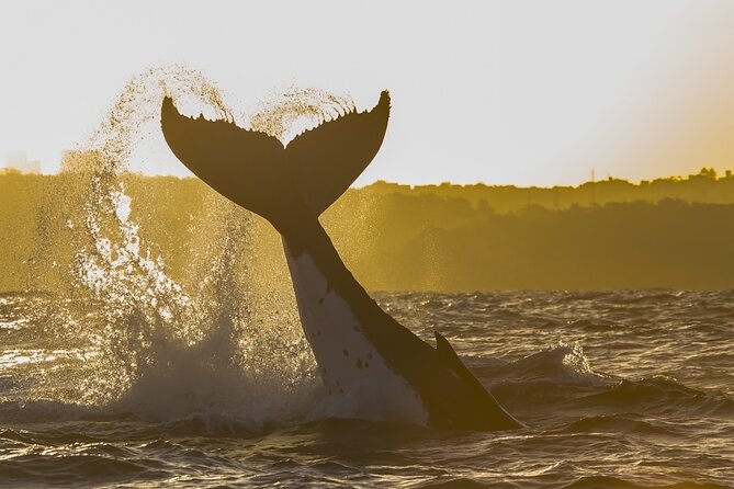 Sydney Whale Watching Adventure Cruise - Comfort, Safety, and What It’s Really Like Onboard
