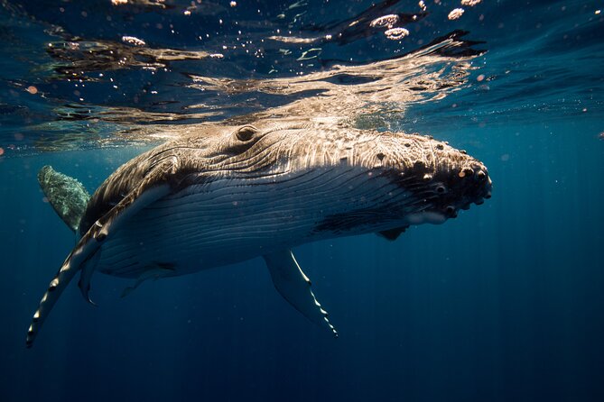 Sydney Whale Watching Adventure Cruise - Quick Tips to Make Your Trip Smoother