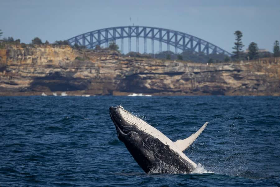 Sydney: Whale Watching Cruise and Taronga Zoo Package - Key Highlights Worth Planning For