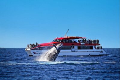 Sydney Whale Watching Cruise from Circular Quay - What you’re actually hunting for in Sydney waters